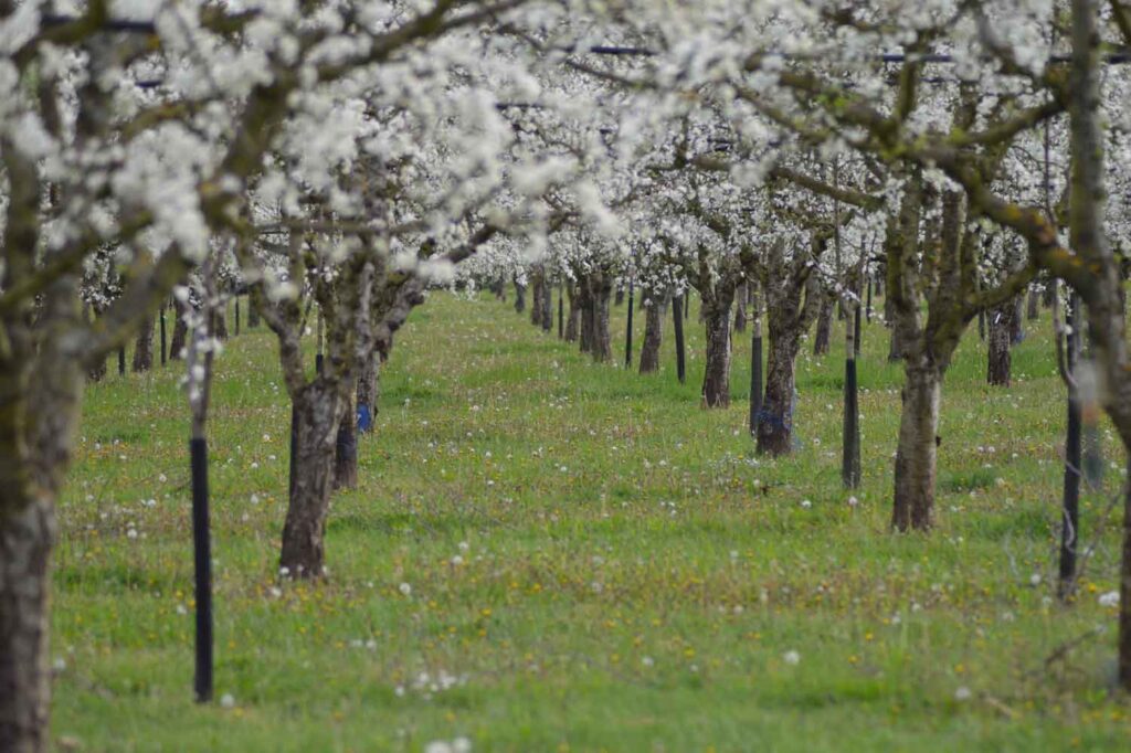 Arbres fruitiers, pruniers