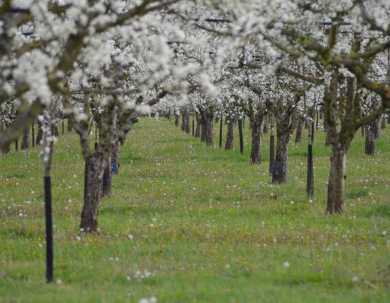 Arbres fruitiers, pruniers