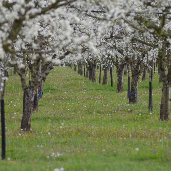 Arbres fruitiers, pruniers