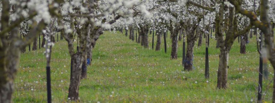 Arbres fruitiers, pruniers