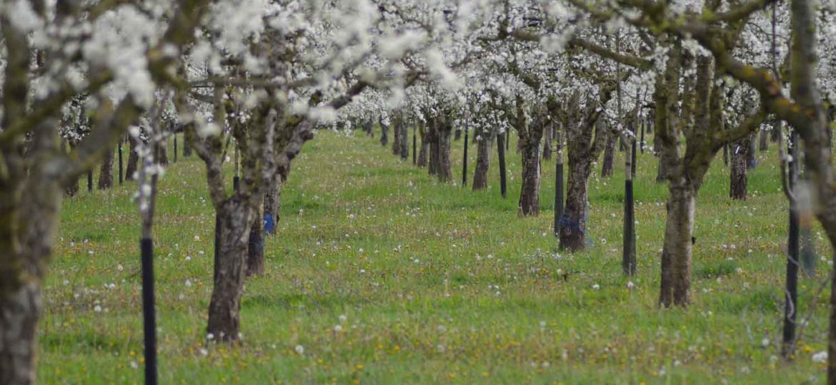 Arbres fruitiers, pruniers