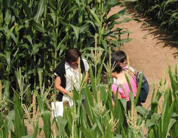 Labyrinthe de la ferme et le musée du pruneau