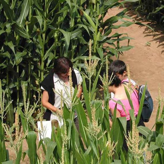 Labyrinthe de la Ferme et le Musée du pruneau