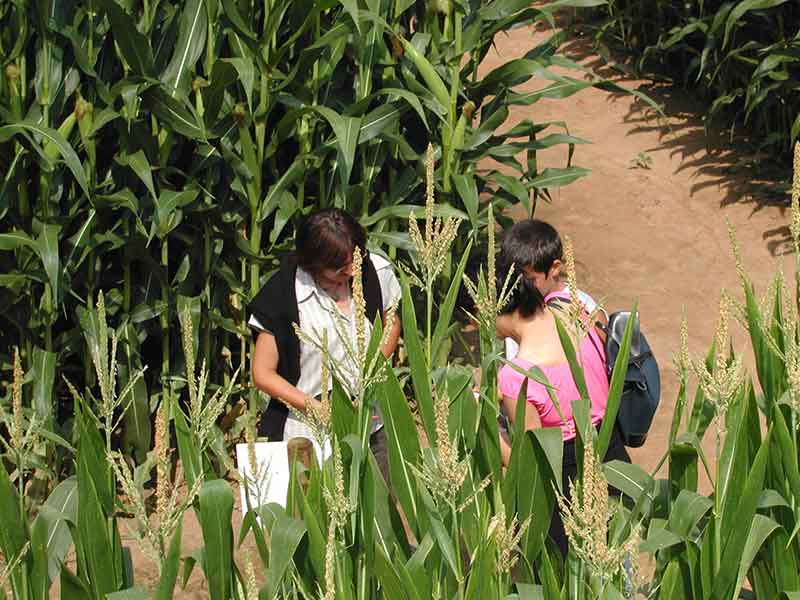 Labyrinthe de la Ferme et le Musée du pruneau