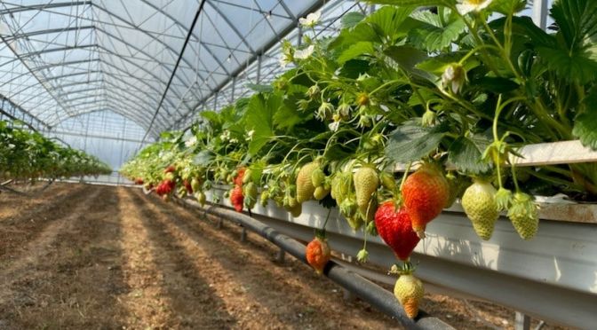 Fraises à Laffite sur Lot