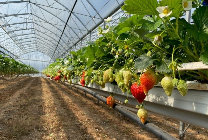 Fraises à Laffite sur Lot