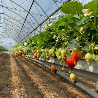 Fraises à Laffite sur Lot