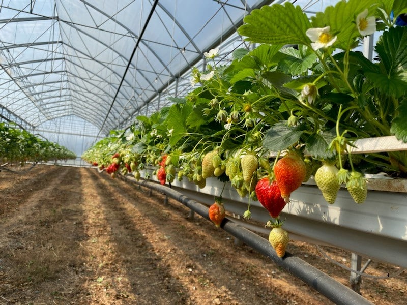 Fraises à Laffite sur Lot