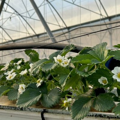 Fraises et fleurs